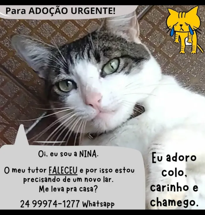 Gato ra a SRD-ViraLata idade 4 anos nome Nina