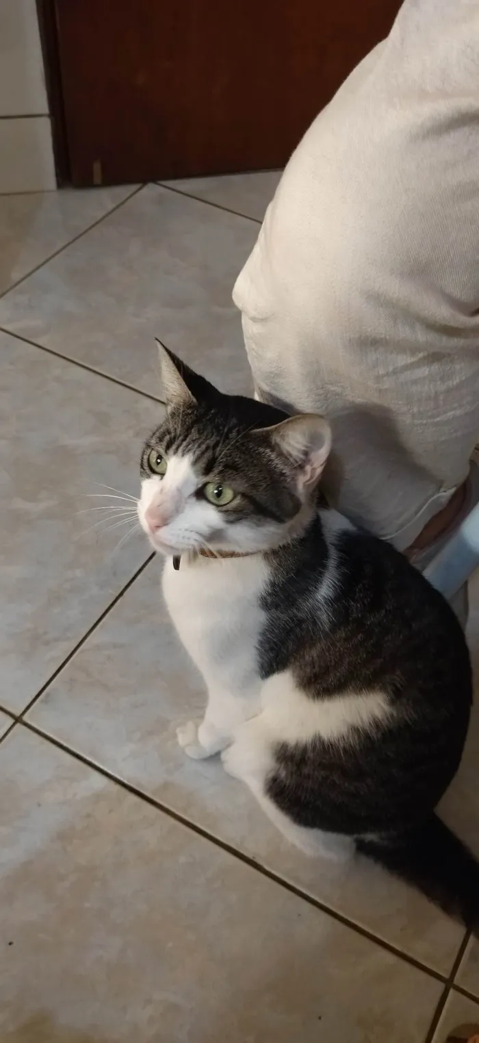 Gato ra a SRD-ViraLata idade 4 anos nome Nina