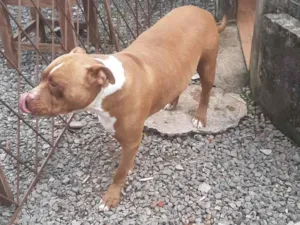 Cachorro raça Pit-Bull idade 4 anos nome Shedow