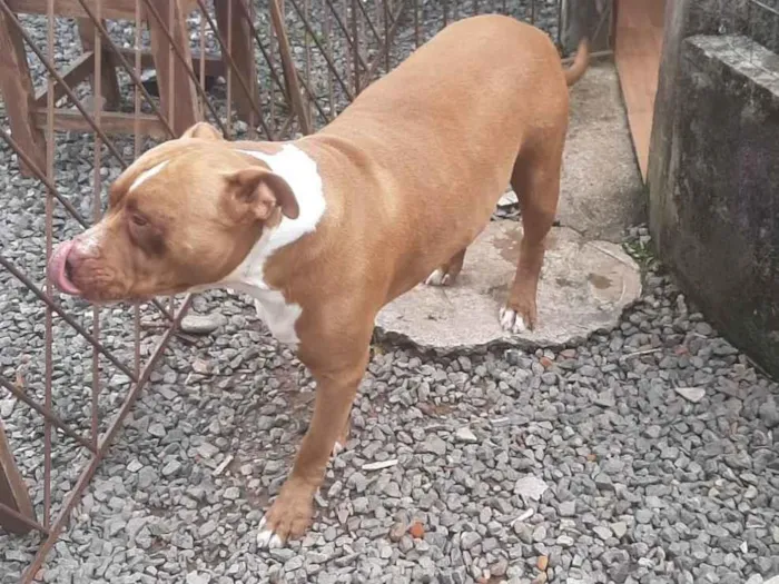 Cachorro ra a Pit-Bull idade 4 anos nome Shedow