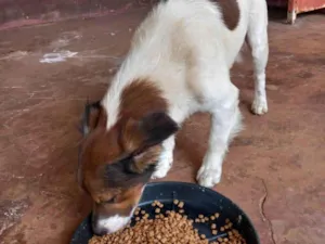 Cachorro raça SRD-ViraLata idade 5 anos nome TOBY