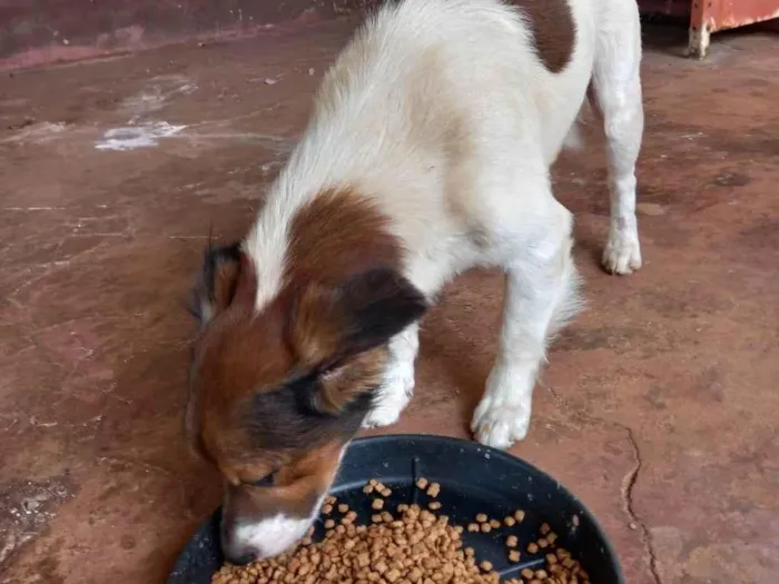 Cachorro ra a SRD-ViraLata idade 5 anos nome TOBY