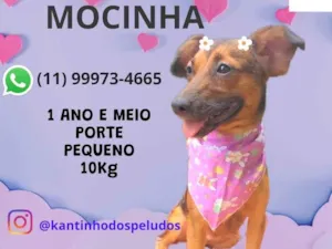 Cachorro raça SRD-ViraLata idade 1 ano nome Mocinha