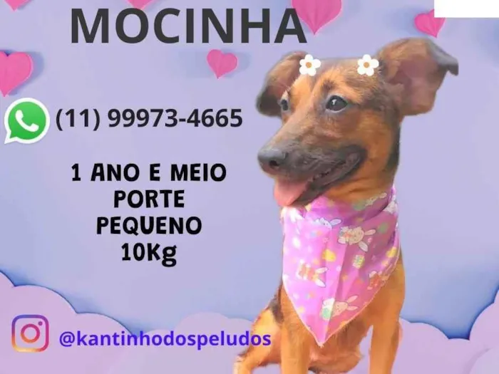 Cachorro ra a SRD-ViraLata idade 1 ano nome Mocinha