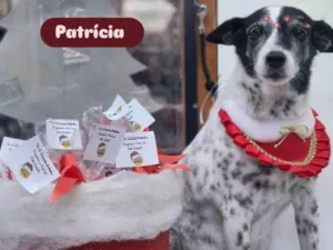 Cachorro raça SRD-ViraLata idade 6 ou mais anos nome Patrícia