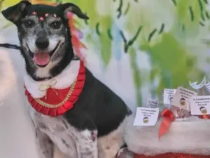 Cachorro raça SRD-ViraLata idade 6 ou mais anos nome Meg