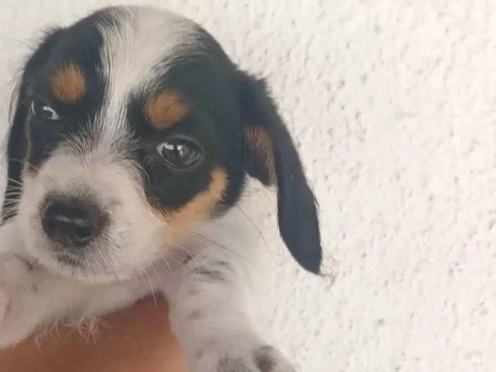 Cachorro ra a Basset-Cofap idade Abaixo de 2 meses nome Sem nome