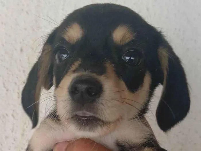 Cachorro ra a Basset-Cofap idade Abaixo de 2 meses nome Sem nome