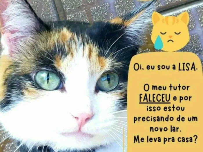 Gato ra a SRD-ViraLata idade 4 anos nome Lisa