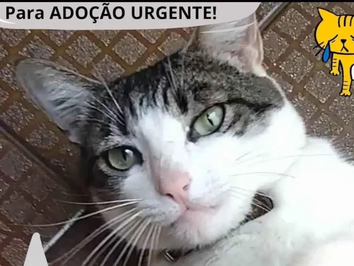 Gato ra a SRD-ViraLata idade 4 anos nome Nina