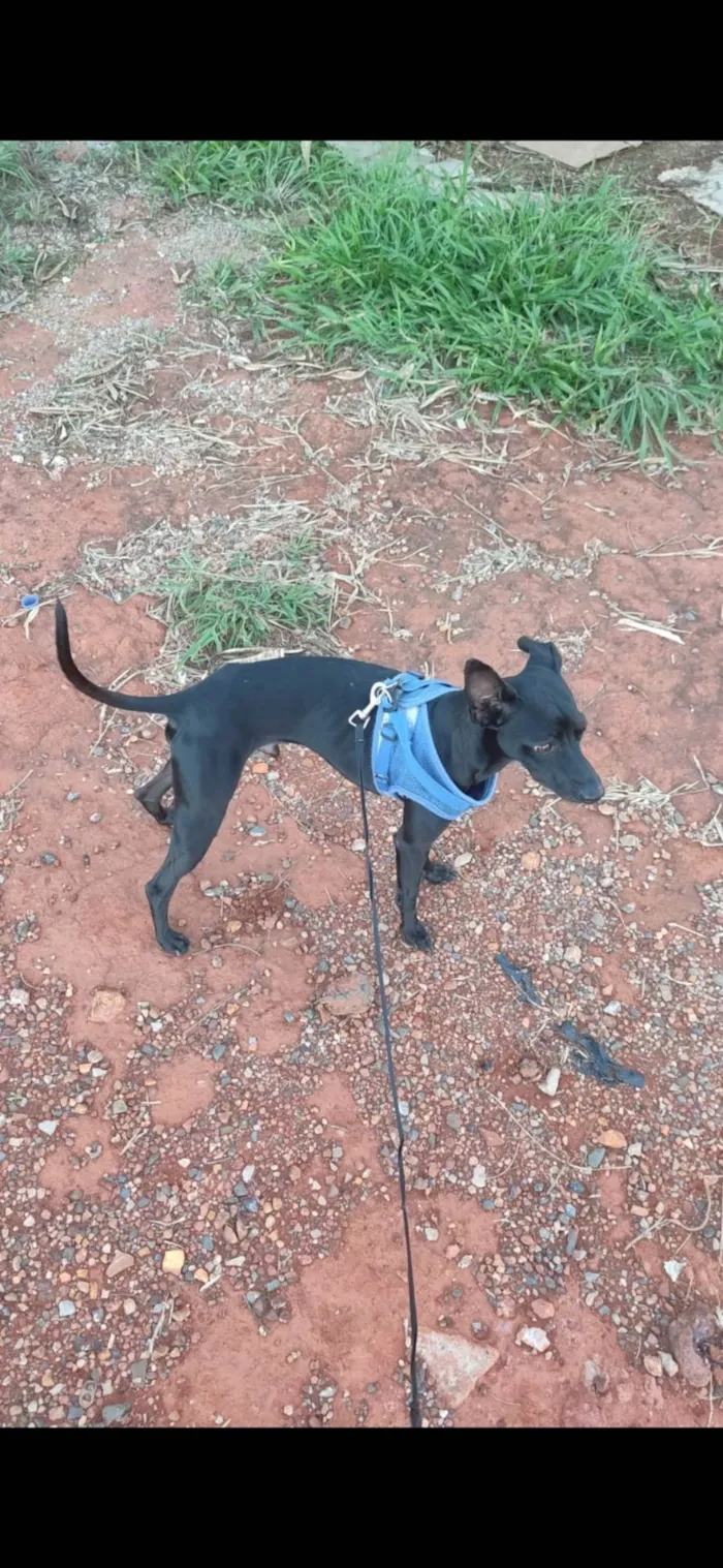 Cachorro ra a SRD-ViraLata idade 4 anos nome Pakito