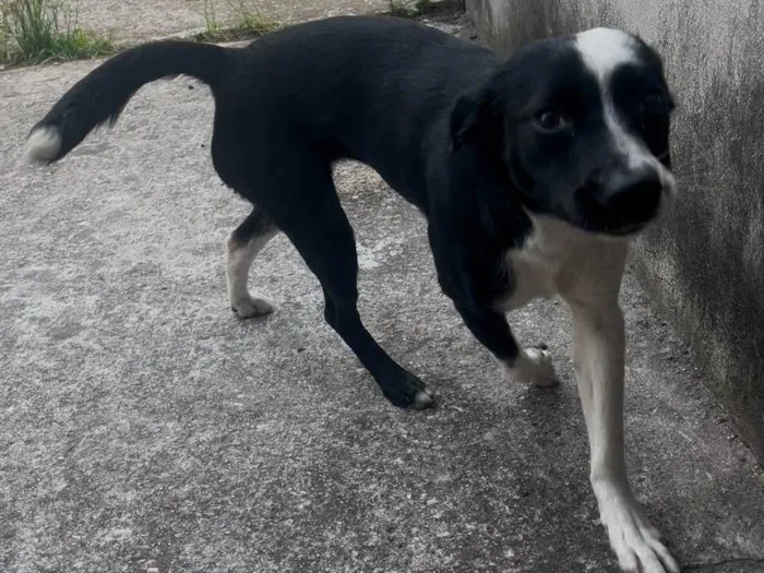 Cachorro ra a SRD-ViraLata idade 1 ano nome Flor