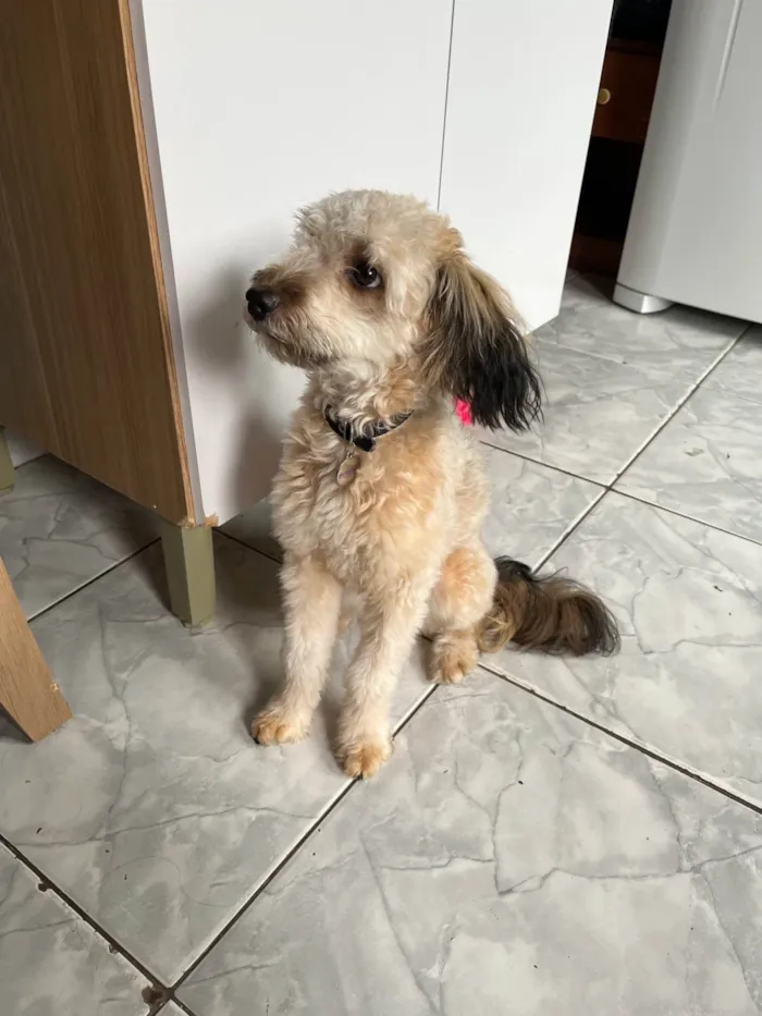 Cachorro ra a Poodle idade 7 a 11 meses nome Pandora