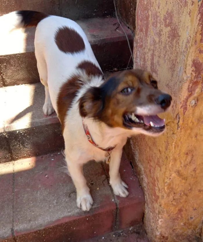 Cachorro ra a SRD-ViraLata idade 5 anos nome TOBY