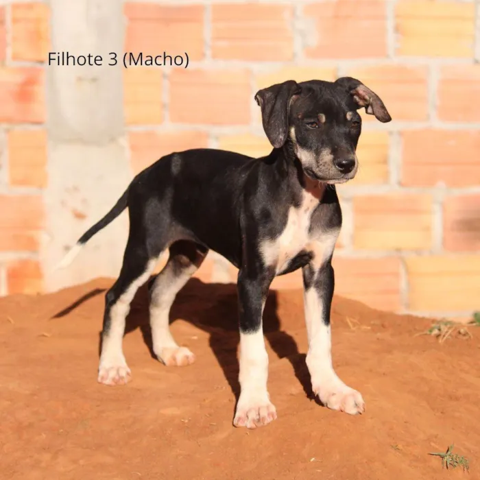 Cachorro ra a Rottweiler idade 2 a 6 meses nome Pintado