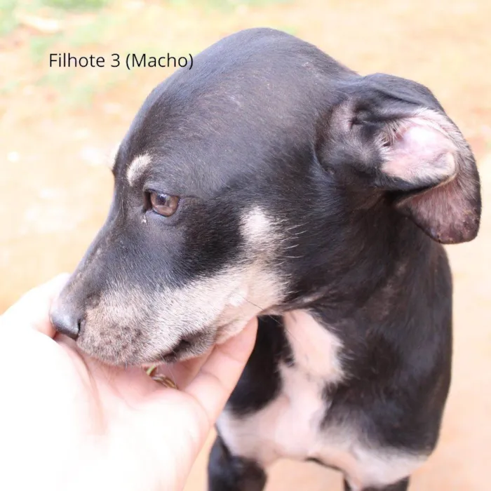 Cachorro ra a Rottweiler idade 2 a 6 meses nome Pintado