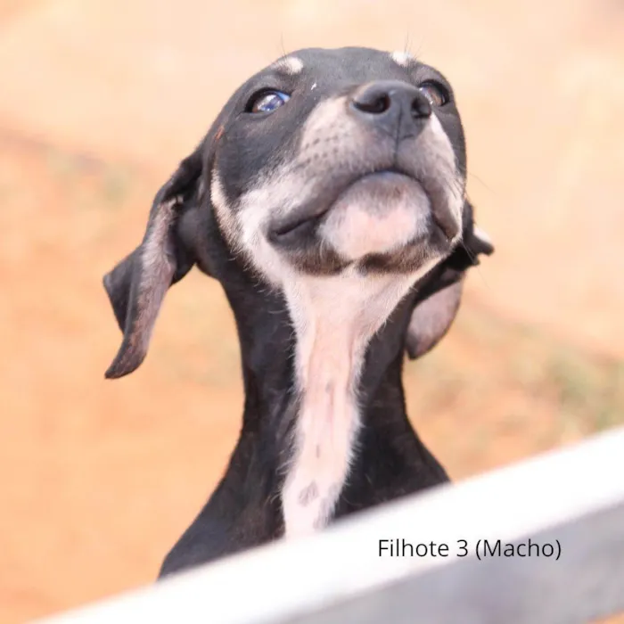 Cachorro ra a Rottweiler idade 2 a 6 meses nome Pintado