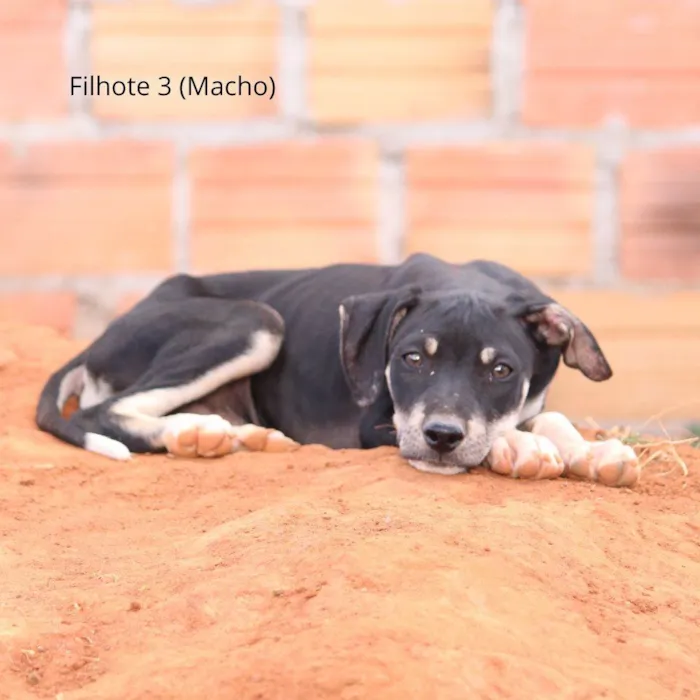 Cachorro ra a Rottweiler idade 2 a 6 meses nome Pintado