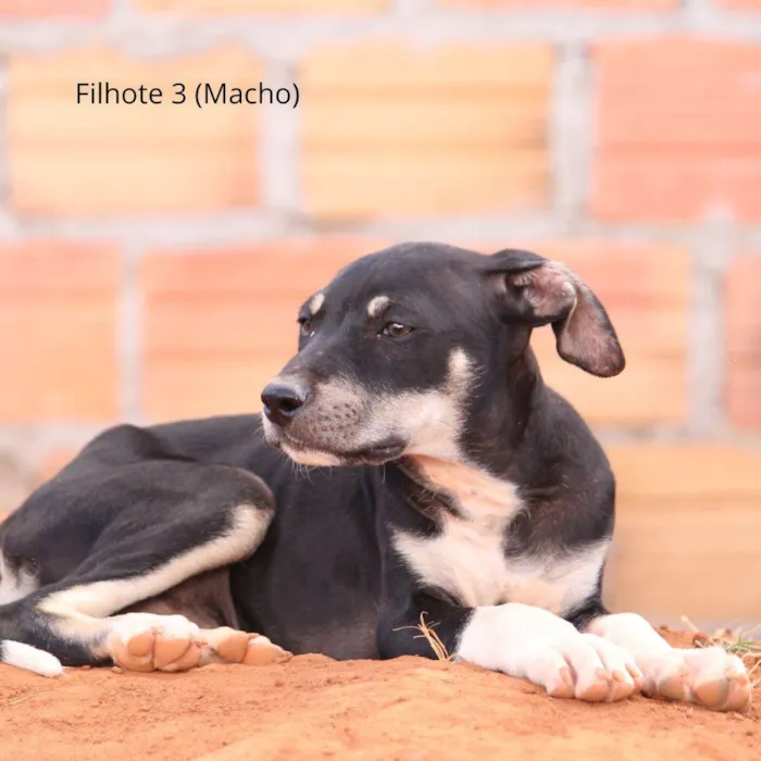 Cachorro ra a Rottweiler idade 2 a 6 meses nome Pintado