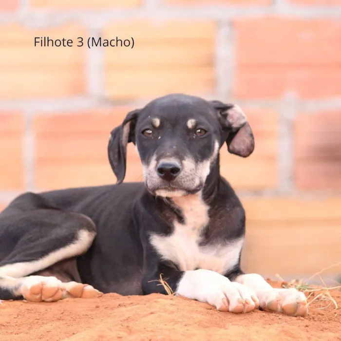 Cachorro ra a Rottweiler idade 2 a 6 meses nome Pintado