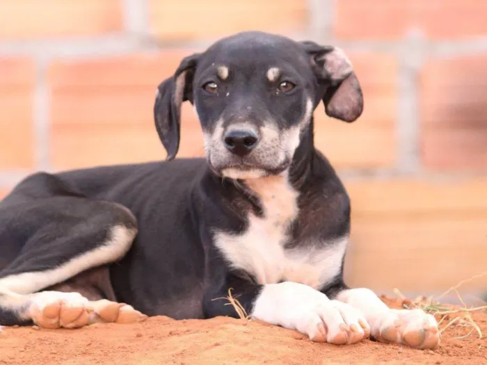 Cachorro ra a Rottweiler idade 2 a 6 meses nome Pintado