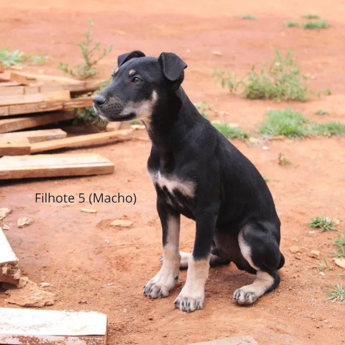 Cachorro ra a Rottweiler idade 2 a 6 meses nome Chocolate Preto