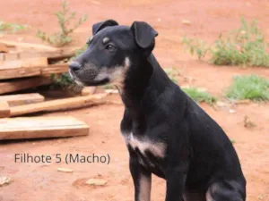 Cachorro raça Rottweiler idade 2 a 6 meses nome Chocolate Preto