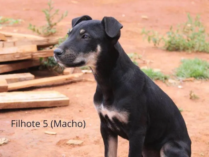 Cachorro ra a Rottweiler idade 2 a 6 meses nome Chocolate Preto