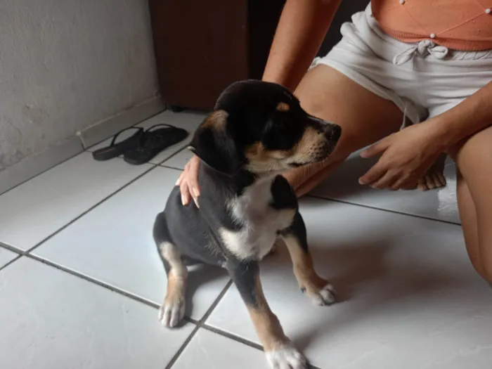 Cachorro ra a Basset-Cofap idade 2 a 6 meses nome Lucas 