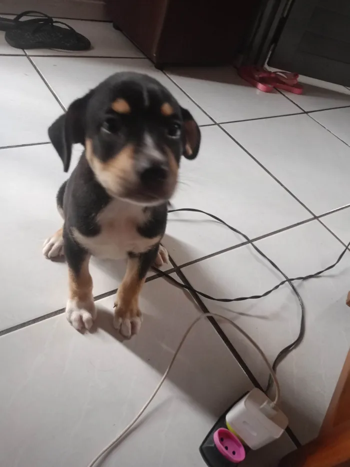 Cachorro ra a Basset-Cofap idade 2 a 6 meses nome Lucas 