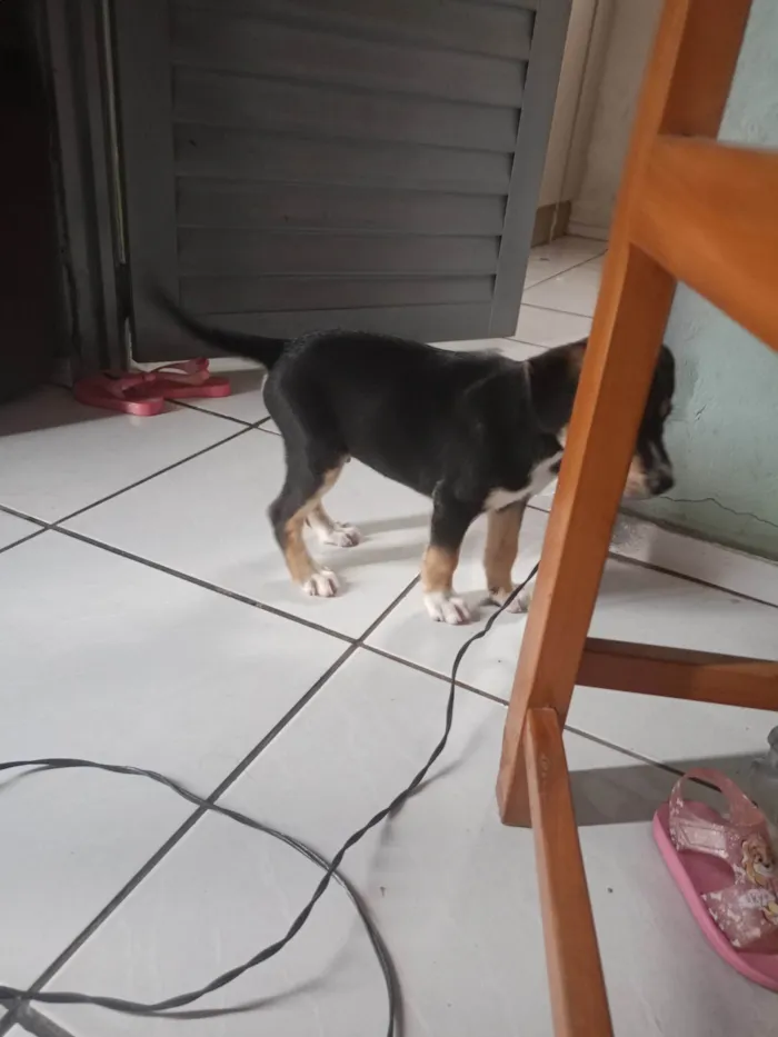 Cachorro ra a Basset-Cofap idade 2 a 6 meses nome Lucas 