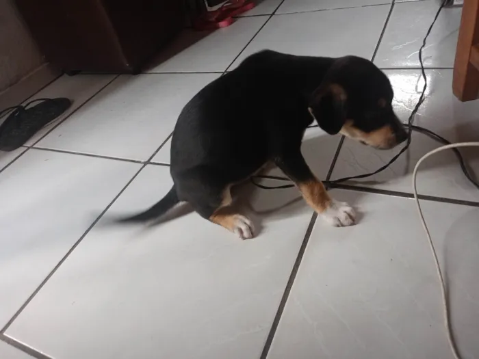 Cachorro ra a Basset-Cofap idade 2 a 6 meses nome Lucas 