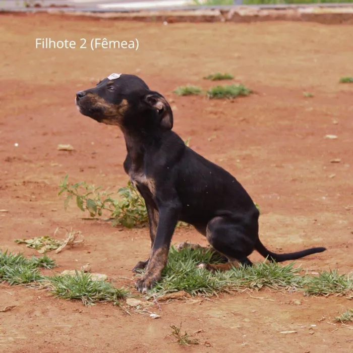 Cachorro ra a Rottweiler idade 2 a 6 meses nome Prestígio