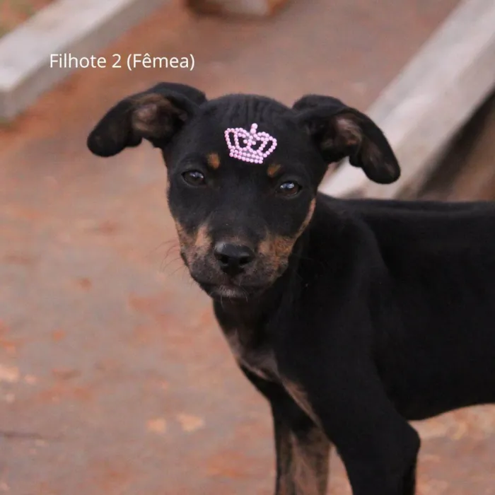 Cachorro ra a Rottweiler idade 2 a 6 meses nome Prestígio