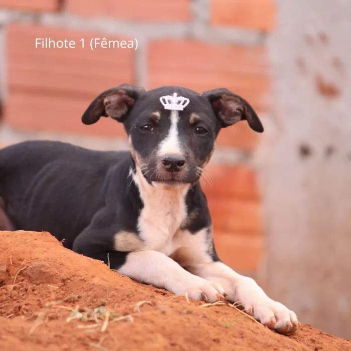 Cachorro ra a Rottweiler idade 2 a 6 meses nome Docinho