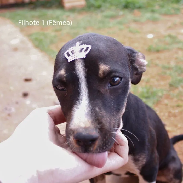 Cachorro ra a Rottweiler idade 2 a 6 meses nome Docinho