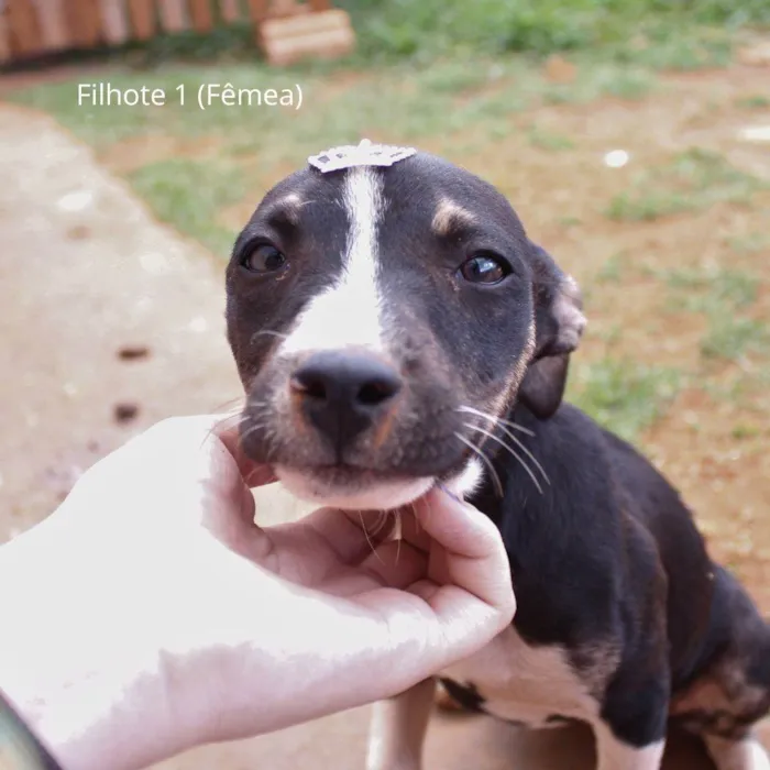 Cachorro ra a Rottweiler idade 2 a 6 meses nome Docinho