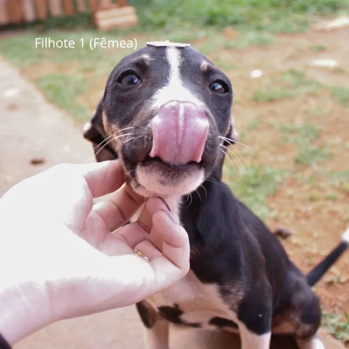 Cachorro ra a Rottweiler idade 2 a 6 meses nome Docinho