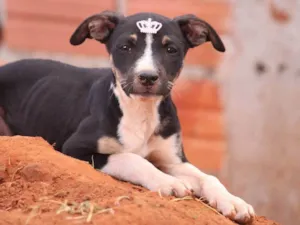 Cachorro raça Rottweiler idade 2 a 6 meses nome Docinho