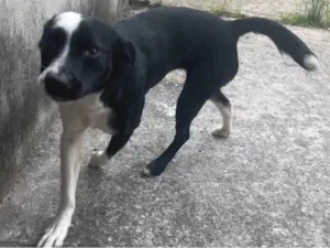 Cachorro raça SRD-ViraLata idade 1 ano nome Flor