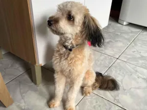 Cachorro raça Poodle idade 7 a 11 meses nome Pandora