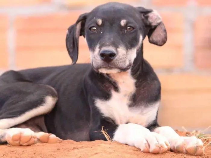 Cachorro ra a Rottweiler idade 2 a 6 meses nome Pintado