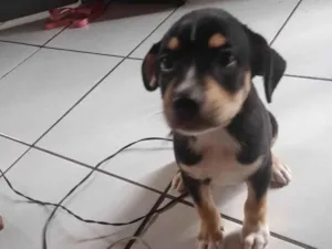 Cachorro raça Basset-Cofap idade 2 a 6 meses nome Lucas 