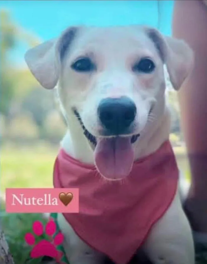 Cachorro ra a SRD-ViraLata idade 5 anos nome Nutella