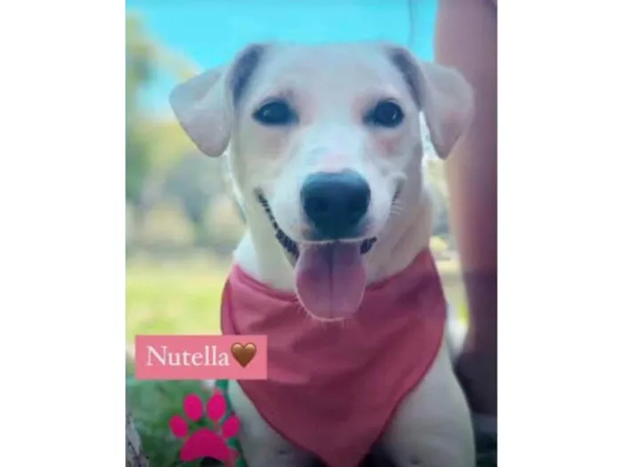 Cachorro ra a SRD-ViraLata idade 5 anos nome Nutella