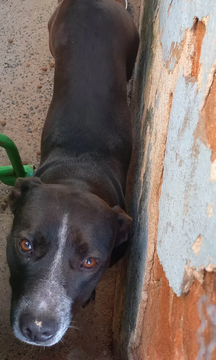 Cachorro ra a SRD-ViraLata idade 1 ano nome Bella