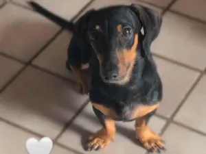 Cachorro raça Basset-Cofap idade 3 anos nome Chopp