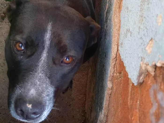 Cachorro ra a SRD-ViraLata idade 1 ano nome Bella