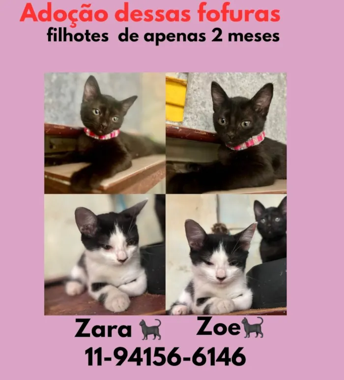 Gato ra a SRD-ViraLata idade 2 a 6 meses nome Zara e Zoe