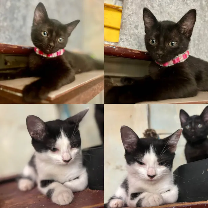 Gato ra a SRD-ViraLata idade 2 a 6 meses nome Zara e Zoe